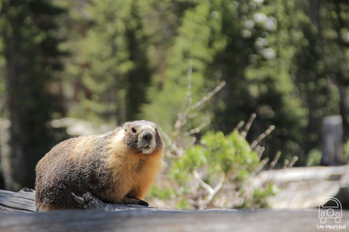 Marmots Gallery